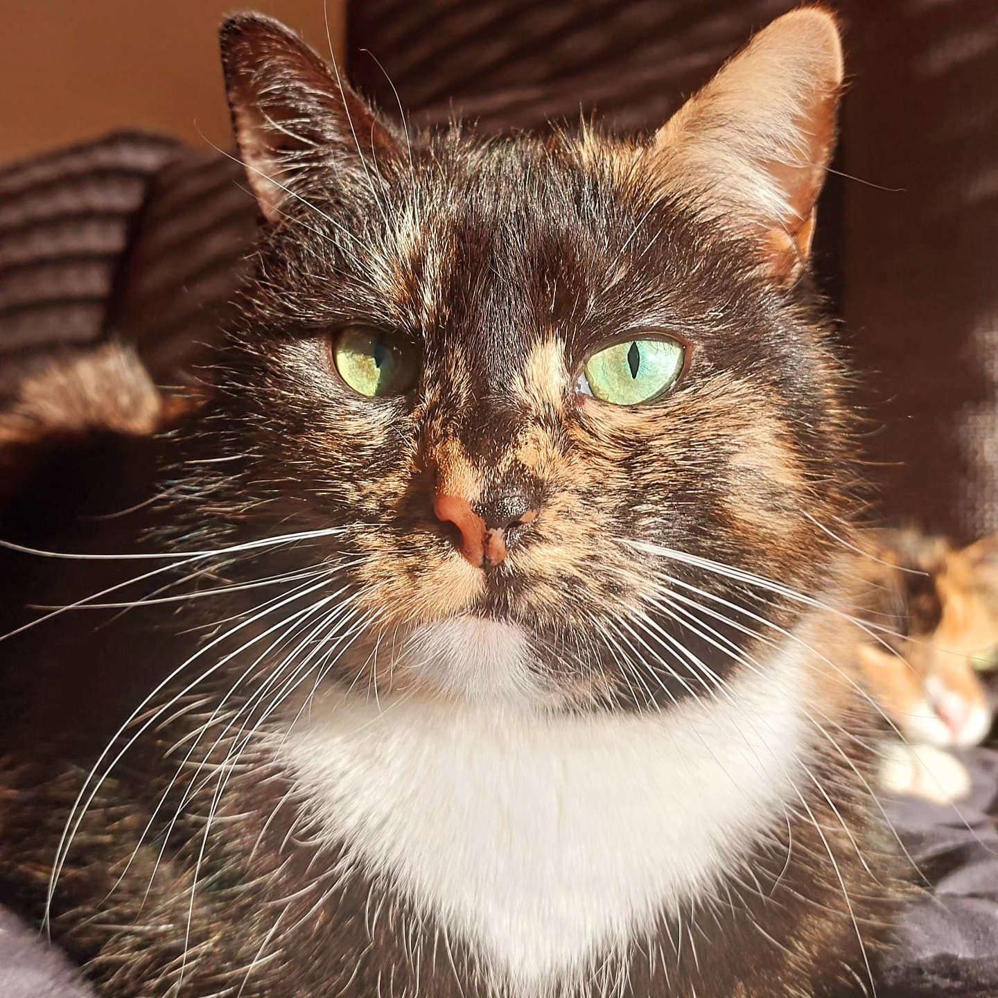 Cleo