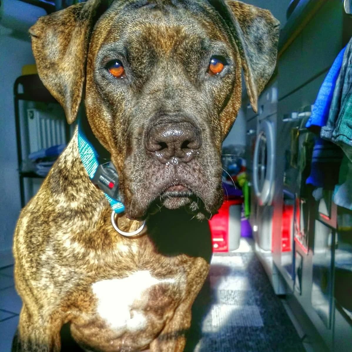 Gypsy