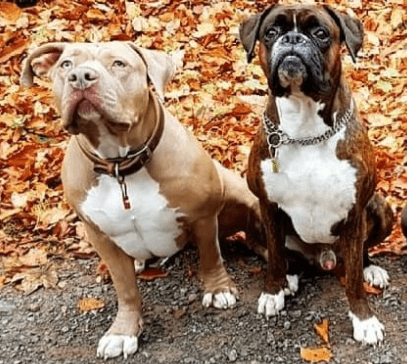 Mila & Jango